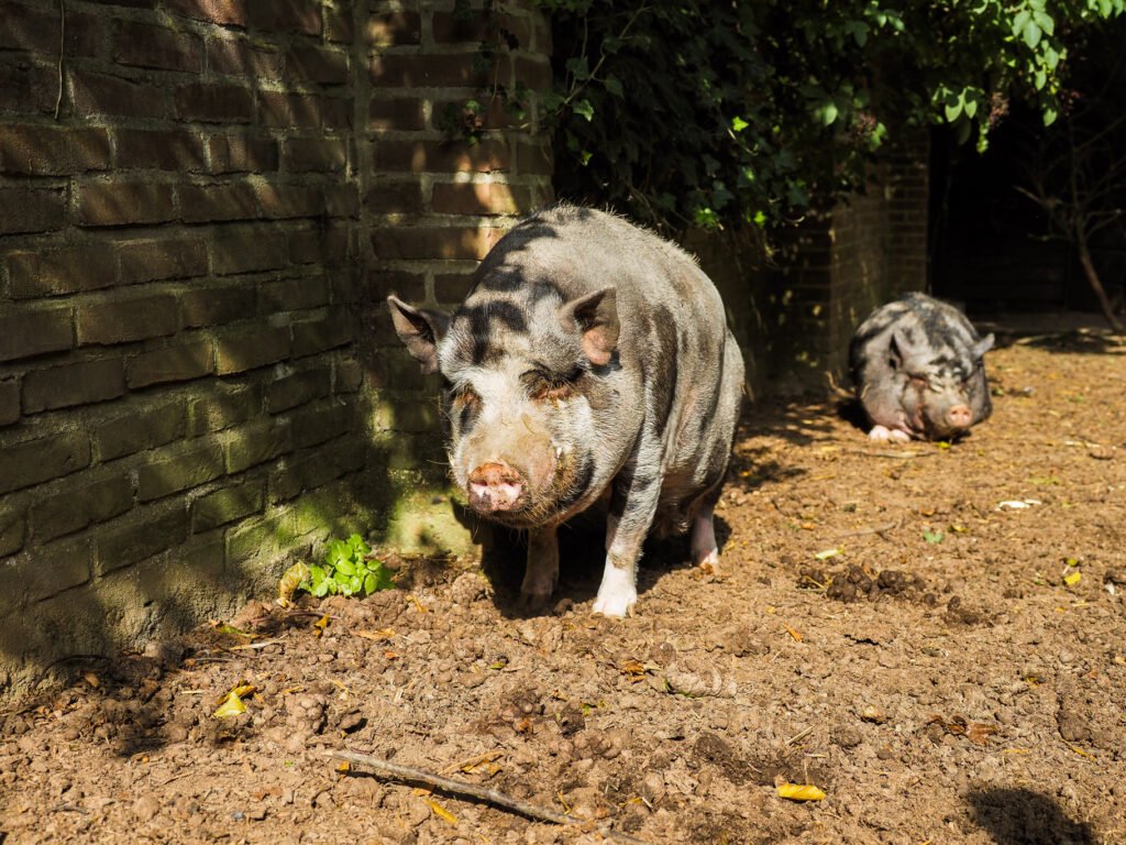 Two pigs walking on dirt path